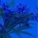 Стекло BLUE