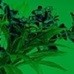 Стекло GREEN
