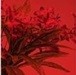 Стекло RED