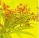 Стекло YELLOW